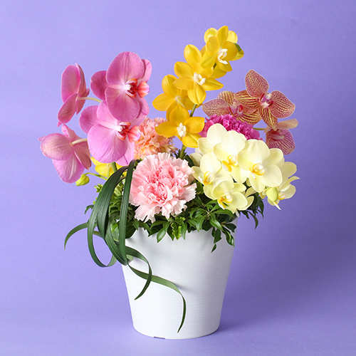 匿名配送 フライングリース 藤の花 母の日 ギフト 吊り下げフック 